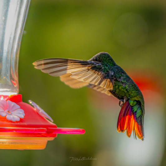 Colibries 8 por Jose Culebras